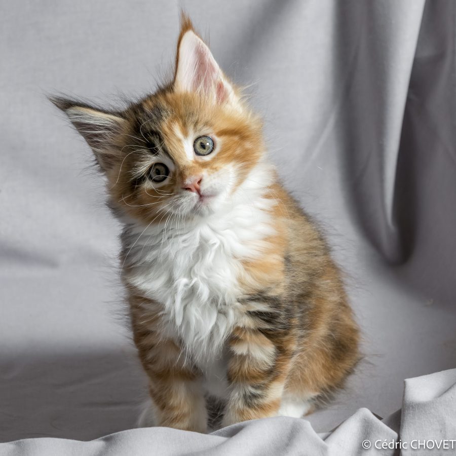 2018 09 27 - Chats - 49-Modifier