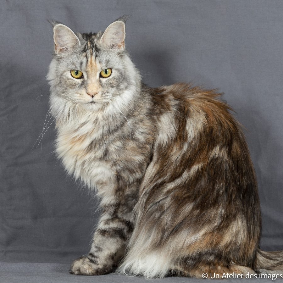 2022 10 16 - Chats - 159-Modifier